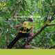 Ash Tree Service